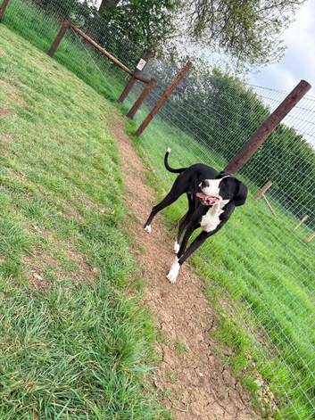 Beautiful KC Reg 16-Month F Mantle Great Dane