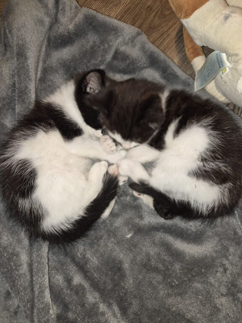 Mixed ragdoll kittens