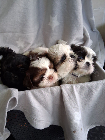 Imperial dobie shih tzu ready now