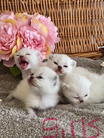 BEAUTIFUL PURE BRED BSH TEDDY BEARS RARE SEAL LYNX
