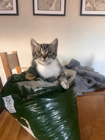 Ragdoll/russian blue mixed kittens