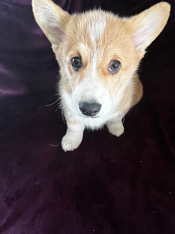 Welsh Pembrokeshire corgi pups