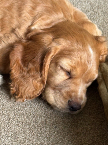 Beautiful Sprocker Spaniel puppies from loving family home.