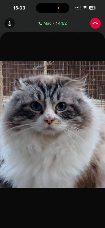 Ragdoll Cat