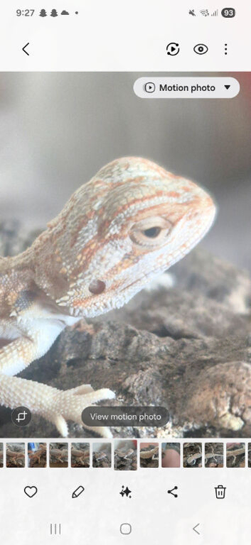 Stunning Baby Bearded Dragons &ndash; High-Contrast Hypo Morphs (Het Zero)