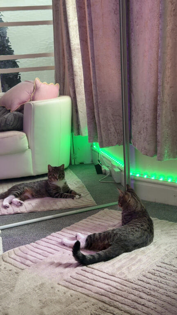 I need this cat rehome ASAP