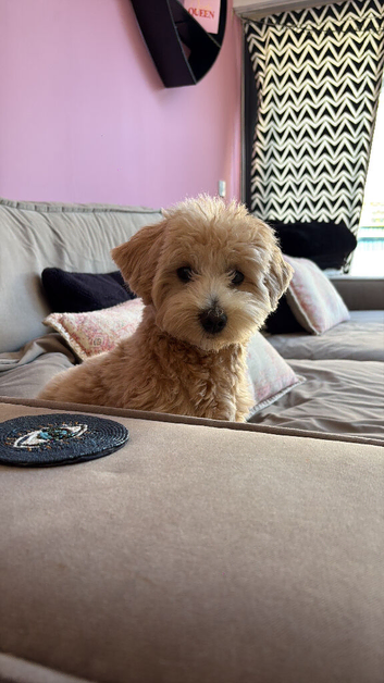 Maltipoo Puppy 11month