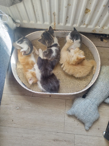Kittens