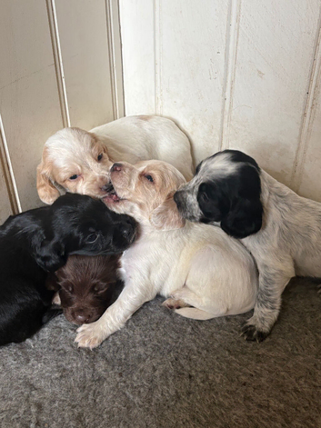 Beautiful Litter of Working Cocker Spaniels