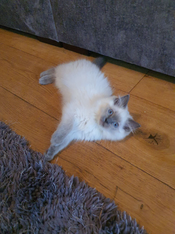 Beautiful GCCF Registered Blue Point Ragdoll Kitten.