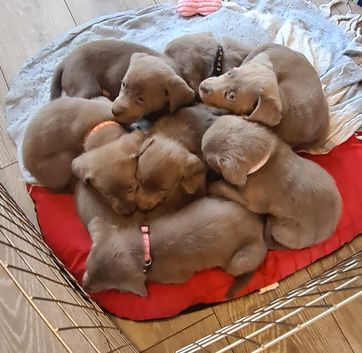 LABRADOR RETRIEVER (SILVER) FULL KC REG READY TO GO 15TH MAY