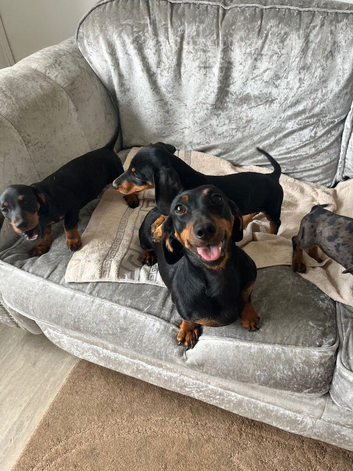 For beautiful, mature Dutch hound girls available
