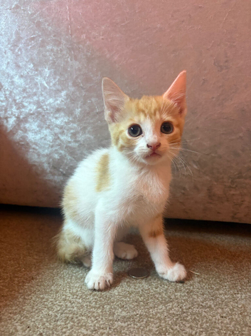 Beautiful boy looking for forever home