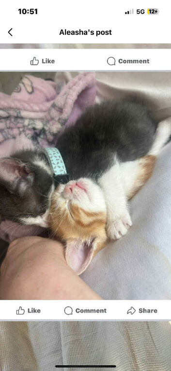 Kittens