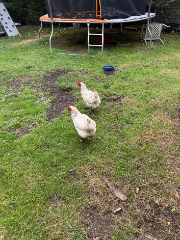 Free chickens to good home