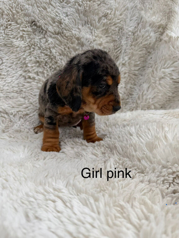 Beautiful litter of docker puppies Merle dapple