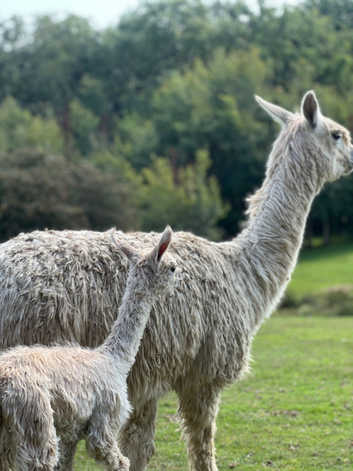 Suri Alpaca Family for sale