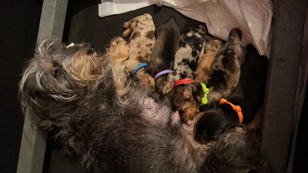 Miniature Wirehaired Dachshund Puppies. KC Reg.