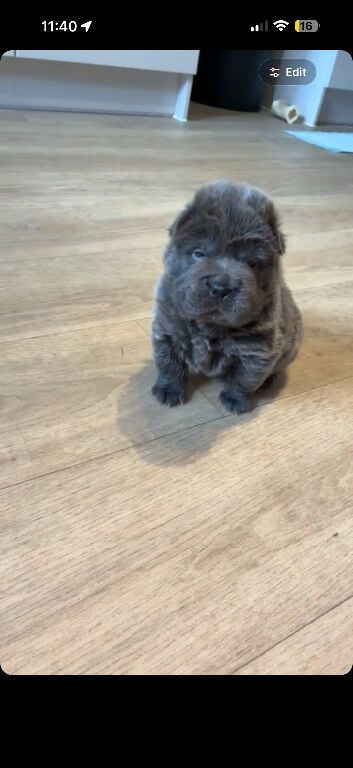 She needs a new home 6weejs and 2 days old
