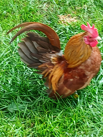 Serema chickens