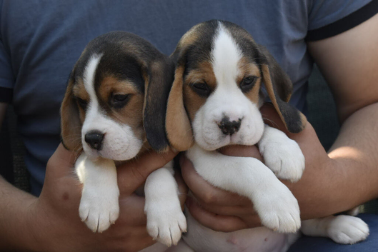 Beautiful beagle puppies