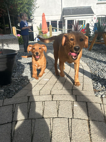 Ready now!!! Beautiful fox red Labrador