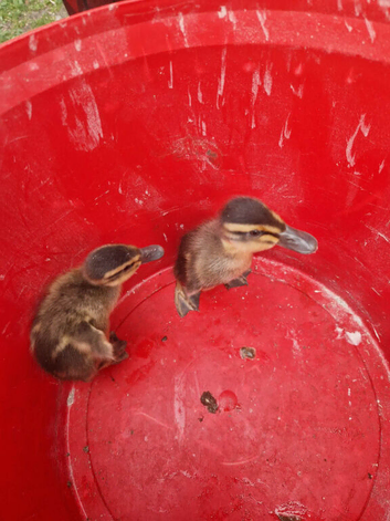 Indian Runner ducklings