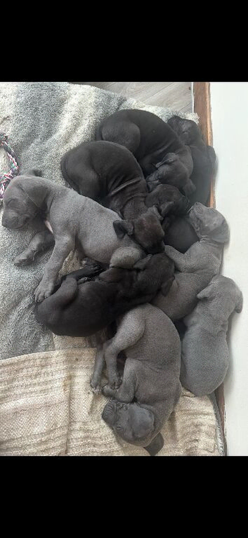 Great Dane pups 1 blue boy 1 black girl available