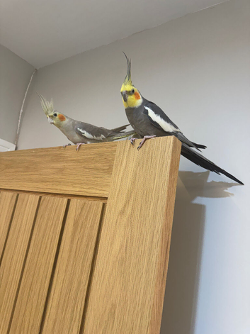 Lovely Male & Female Cockatiel Pair &ndash; Semi-Tame