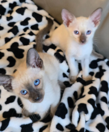 Modern siamese female and male kittens