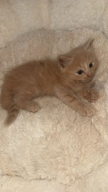 12 week old female kitten