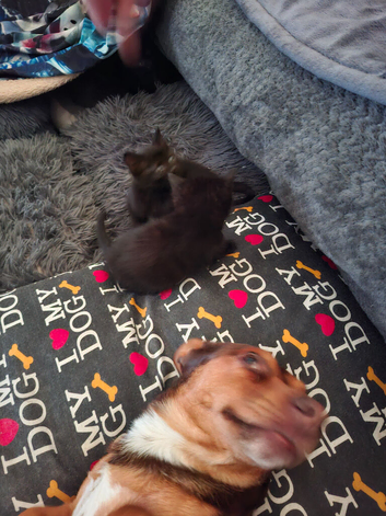 Beautiful little bombay long hair kittens