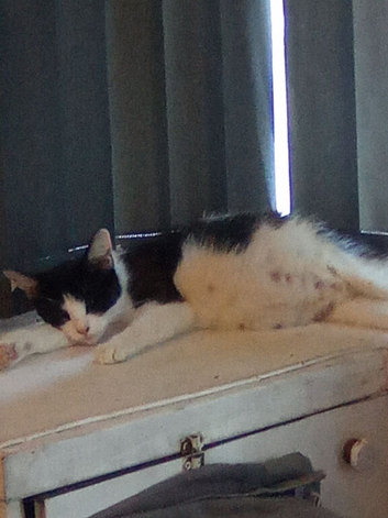 Posting on behalf of a friend Kittens due not yet born about 20 days left
