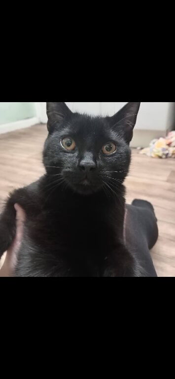 Having to unfortunately rehome my 8 month old kitten