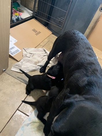 Pedigree lab puppies for sale