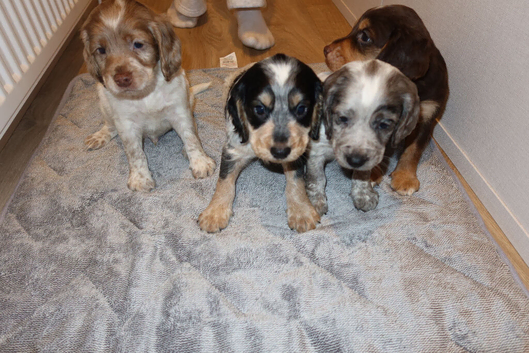 Cocker spaniel puppies