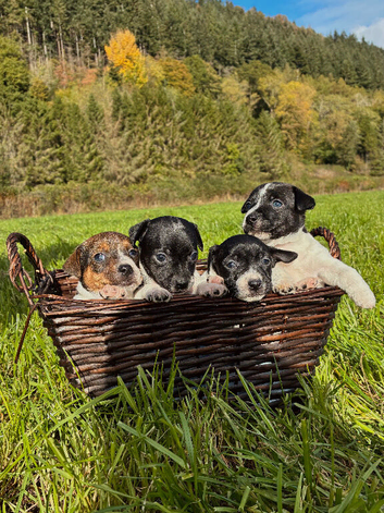 MINI JACK RUSSELS PURE LINE BRED