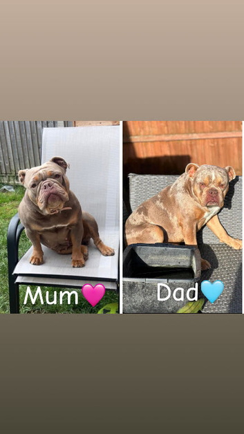 Old English bulldog