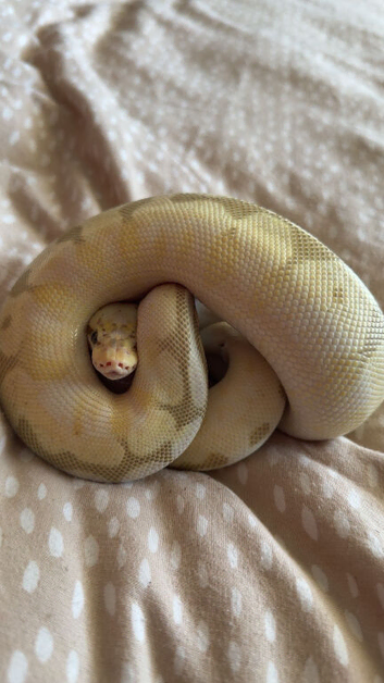 Banana Spider Ball python