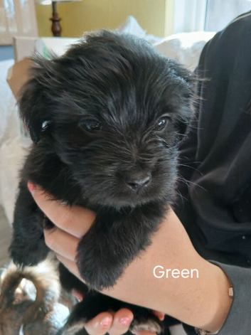 Jack Tzu Puppies