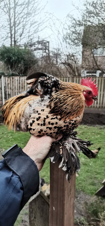 Sablepoots cockrels