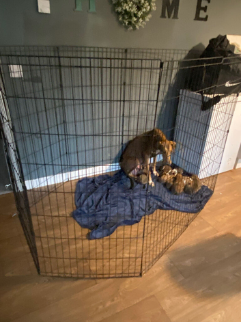Lurcher puppies