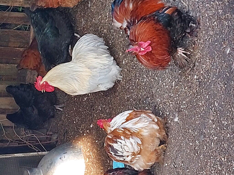 4 FREE pekin bobtail bantam cockerels