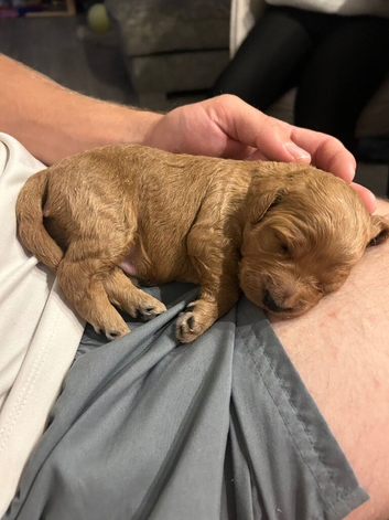 Cockapoo Puppies