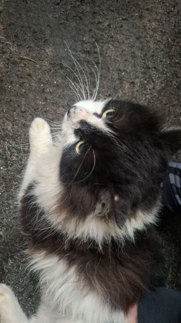 Cats for rehoming.