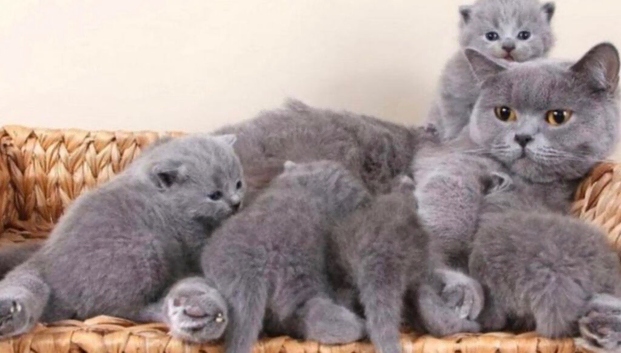 british shorthair blue kittens