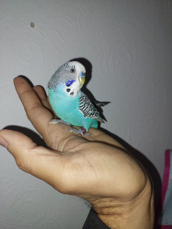 Hand reared tame budgie