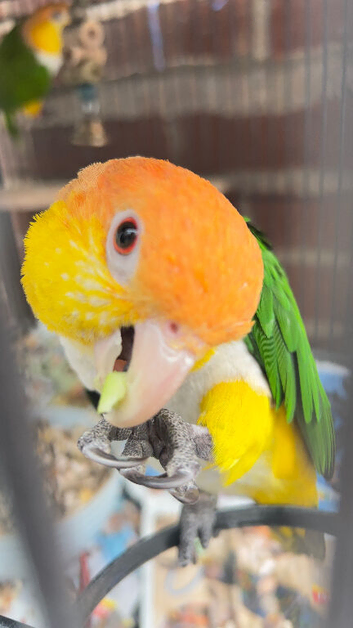 Stunning young Indian ringnick parrot
