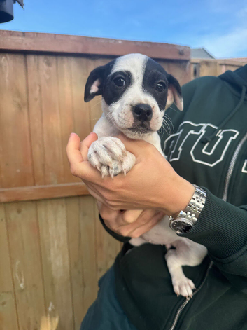 Jack Russell's