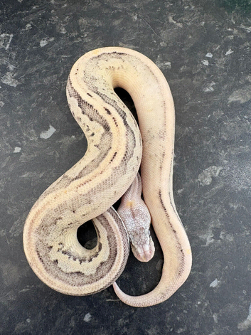 Male super pastel cinnamon, leopard, lesser desert ghost